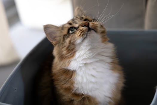 Esquema da estrutura de uma URL.