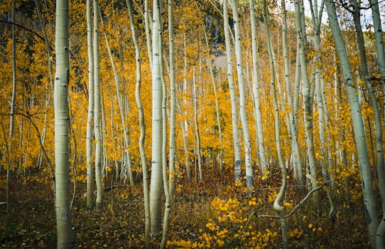 Domínios representam a presença digital de uma marca.