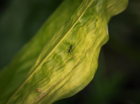 Configuration of DNS records.