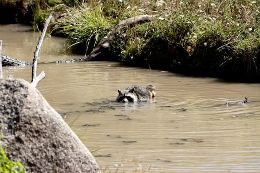 Tecnologia de streaming adaptativo.