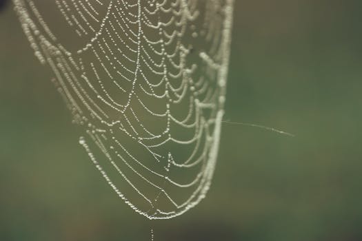 Integração de sistemas de vulnerabilidade com o painel do DirectAdmin.