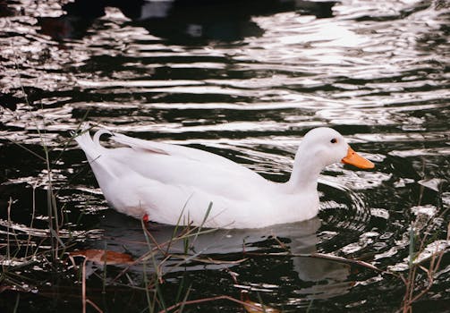 Exemplo de interface de tradução com arquivos POT.